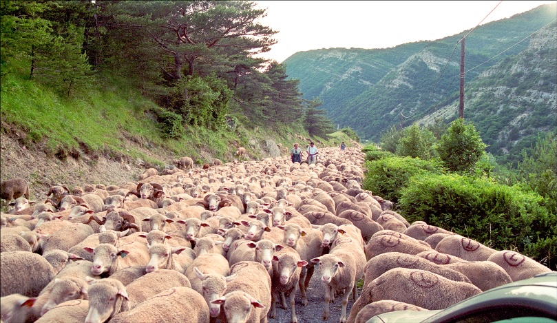 transhumance couleur