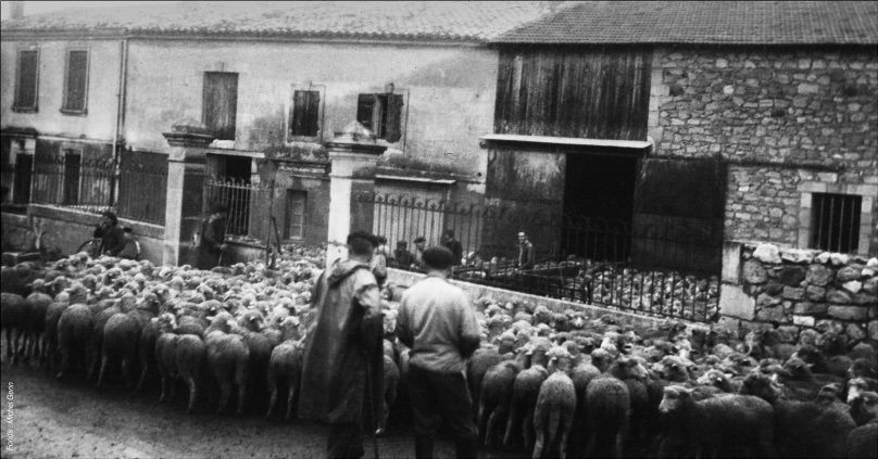 transhumance noirblanc