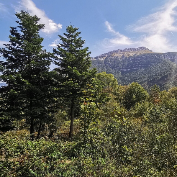 La_Grande_Sure_vue_dun_bois_ii